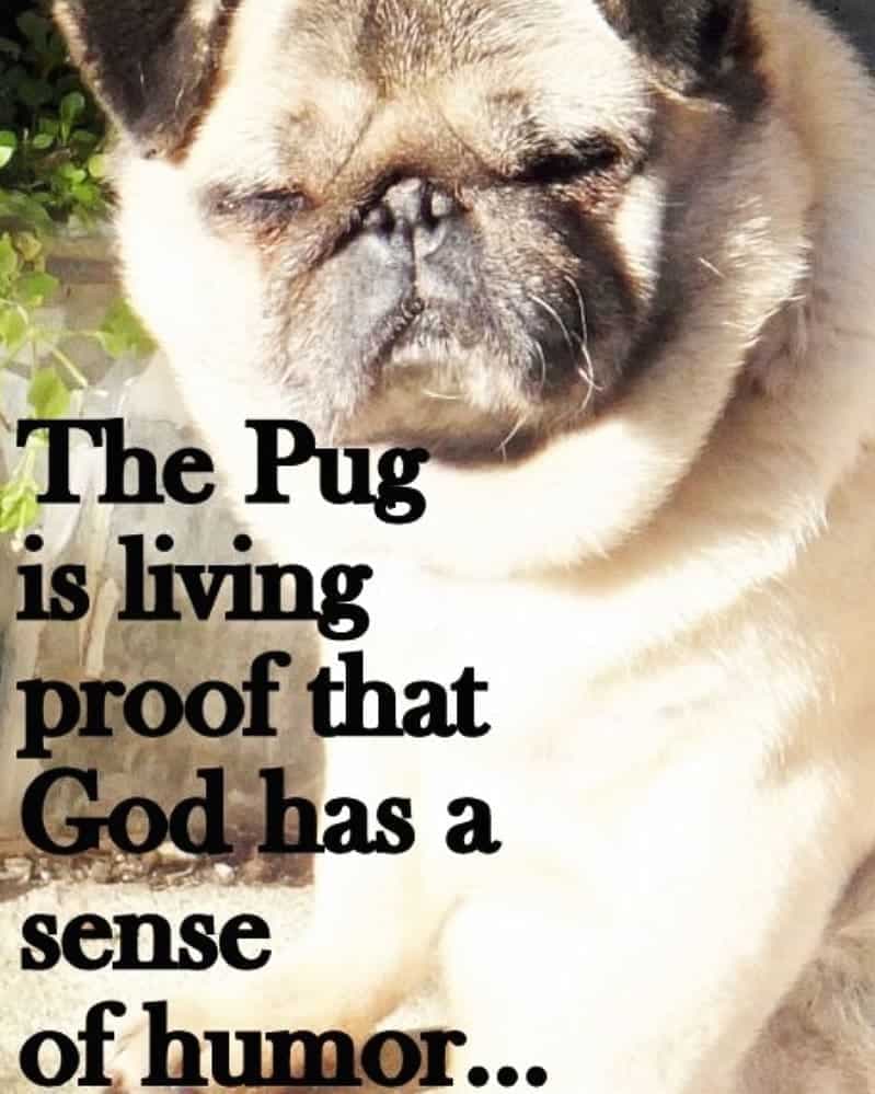 Pug meme - the pug is living proof that god has a sense of humor