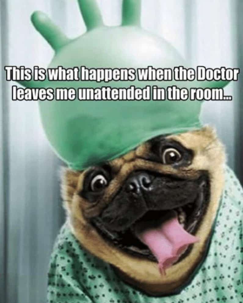 Pug meme - this is what happens when the doctor leaves me unattended in the room