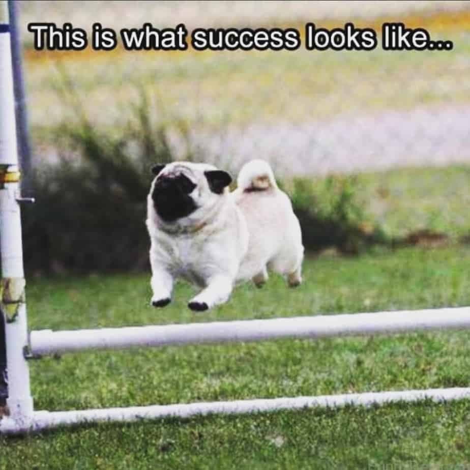 Pug meme - this is what success looks like