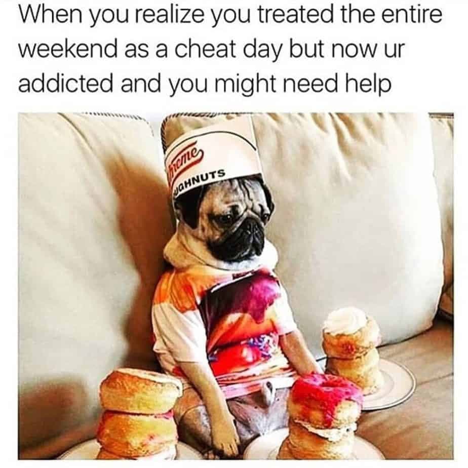 Pug Meme - When you realize you treated the entire weekend as a cheat day but now ur addicted and you might need help