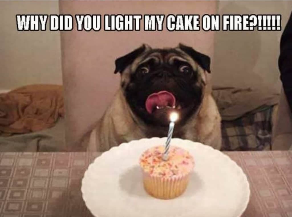 Pug Meme - why did you light my cake on fire