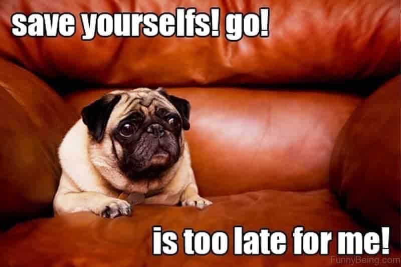 Save yourselfs go is too late for me - pug meme