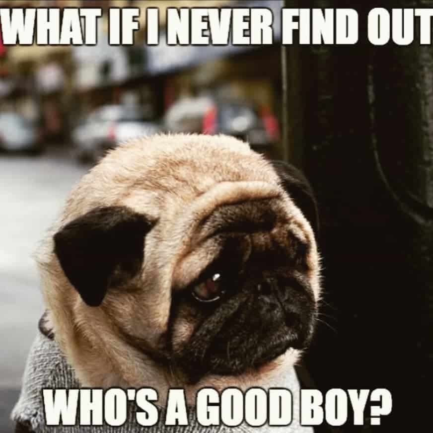 What if I never find out who's a good boy - Pug Meme