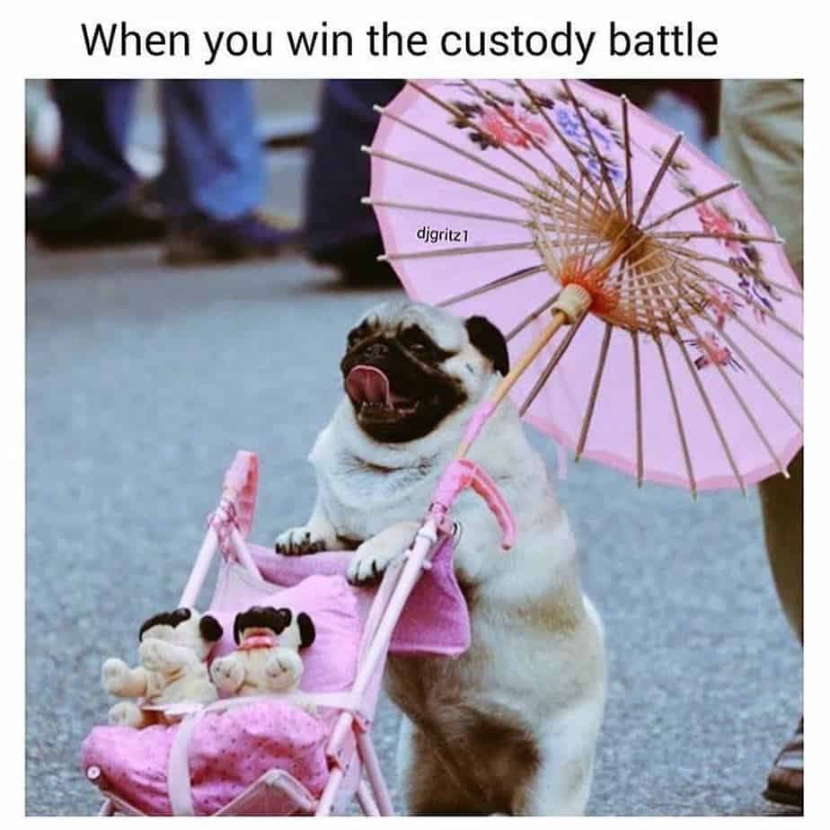 When you win the custody battle - pug meme