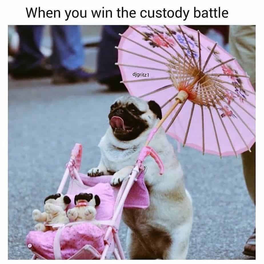 When you win the custody battle - Pug Meme