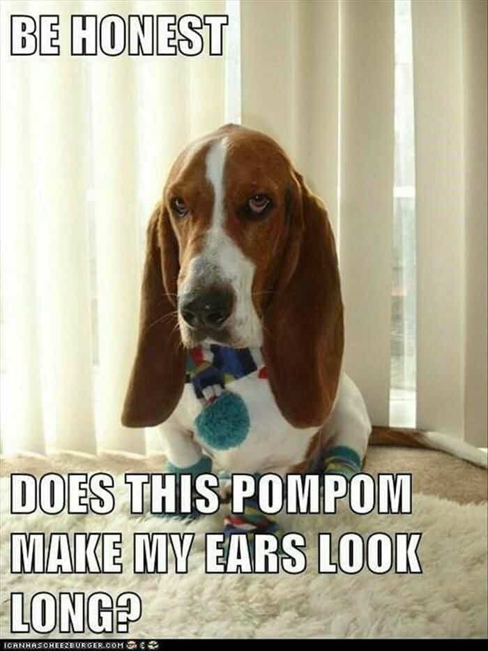Beagle meme - be honest does this pompom make my ears look long
