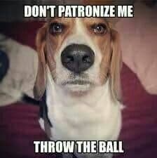 Beagle meme - don't patronize me throw the ball