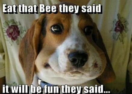 Beagle meme - eat that bee they said it will be fun they said...