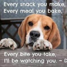 Beagle meme - every snack you make, every meal you bake, every bite you take, i'll be watching you.