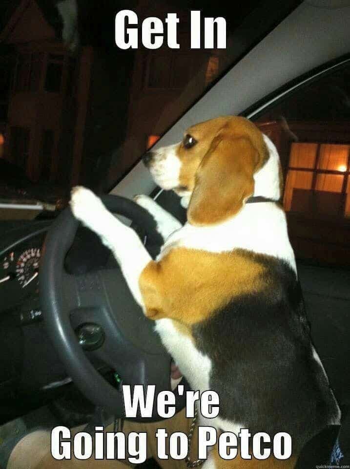 Beagle meme - get in. We're going to petco