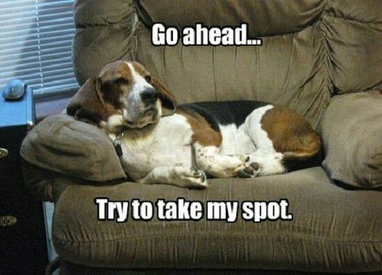 Beagle meme - go ahead... Try to take my spot.