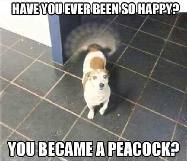 Beagle meme - have you ever been so happy, you became a peacock