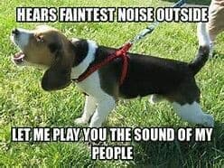 Beagle meme - hears faintest noise outside. Let me play you the sound of my people