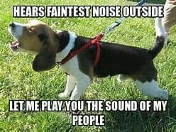 Beagle Meme - Hears faintest noise outside. Let me play you the sound of my people