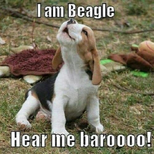 Beagle meme - i am beagle, hear me barooo!