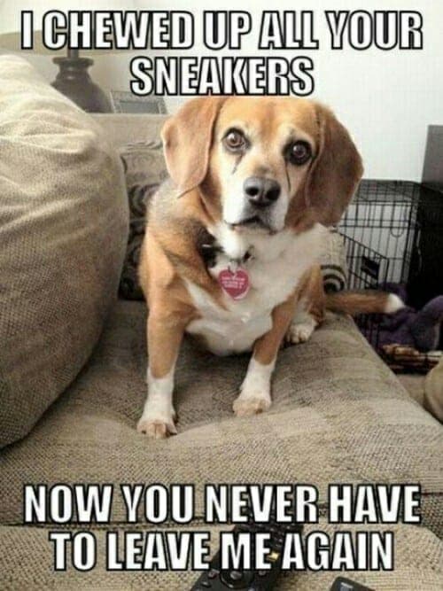 Beagle meme - i chewed up all your sneakers now you never have to leave me again