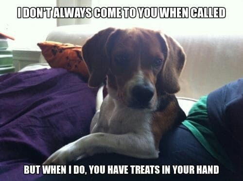 Beagle meme - i don't always come to you when called but when i do, you have treats in your hand