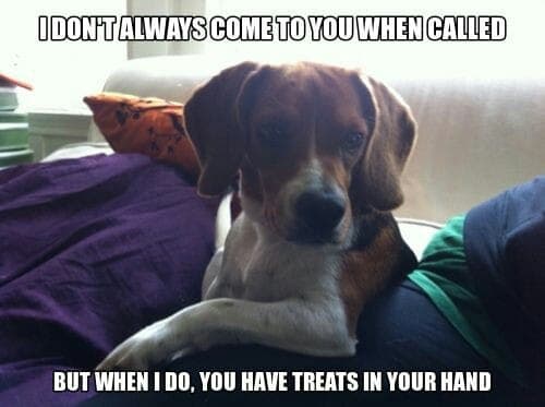 Beagle Meme - I don't always come to you when called but when I do, you have treats in your hand