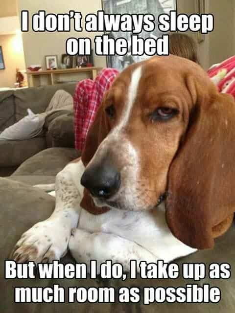 Beagle Meme - I don't always sleep on the bed, But when I do, I take up as much room as possible