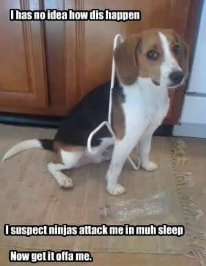 Beagle meme - i has no idea how dis happen. I suspect ninjas attack me in muh sleep. Now get it offa me.