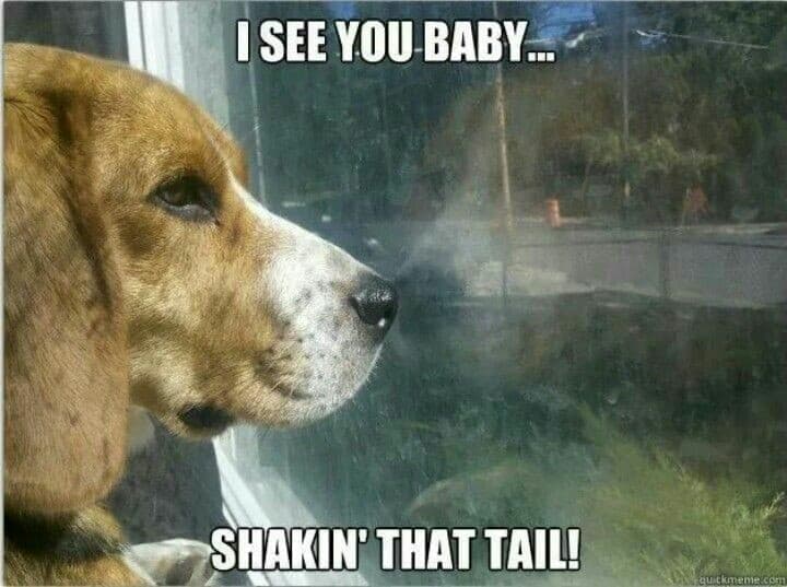 Beagle meme - i see you baby... Shakin' that tail!