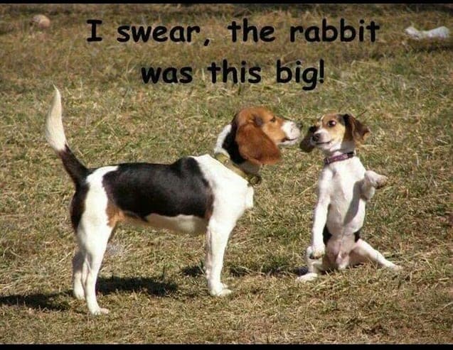 Beagle Meme - I swear, the rabbit was this big!