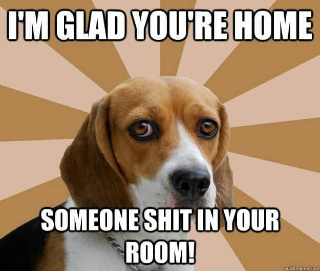 Beagle Meme - I'm glad you're home someone hit in your room!