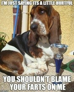 Beagle Meme - I'm just saying its a little hurtful you shouldn't blame your farts on me