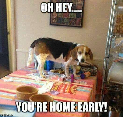 Beagle Meme - No, that dress does not make you look fat your fat makes you look fat