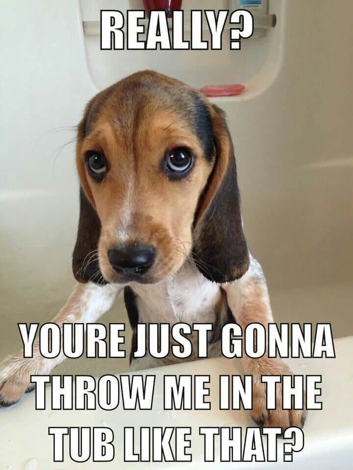 Beagle meme - omg!! Look at what the cat did!!!