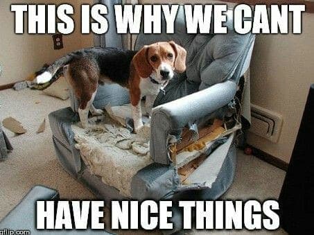 Beagle meme - this is why we cant have nice things