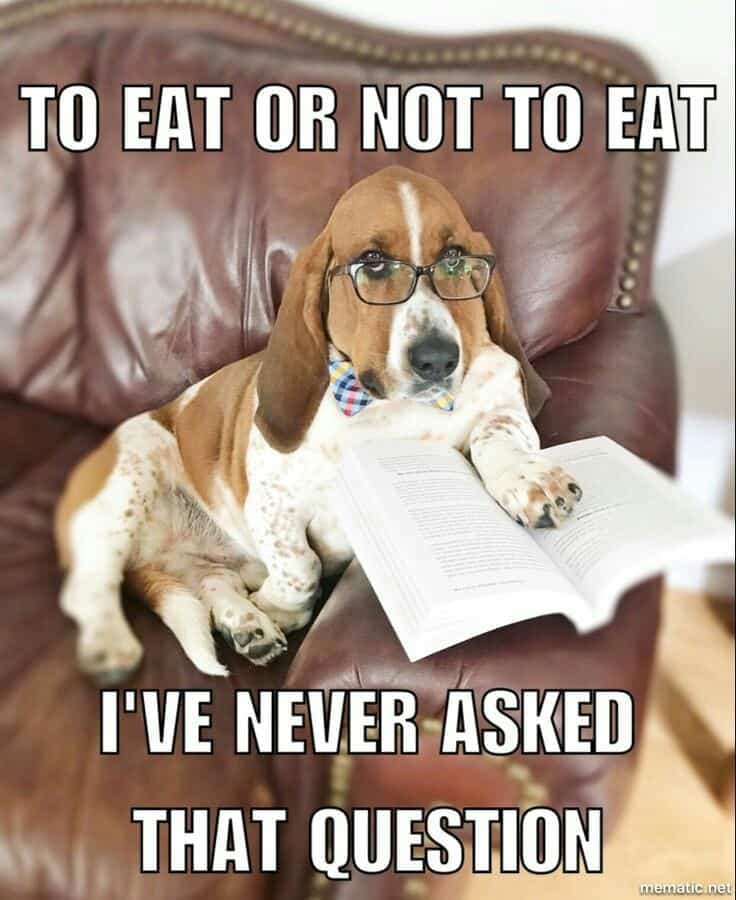 Beagle Meme - To eat or not to eat. I've never asked that question