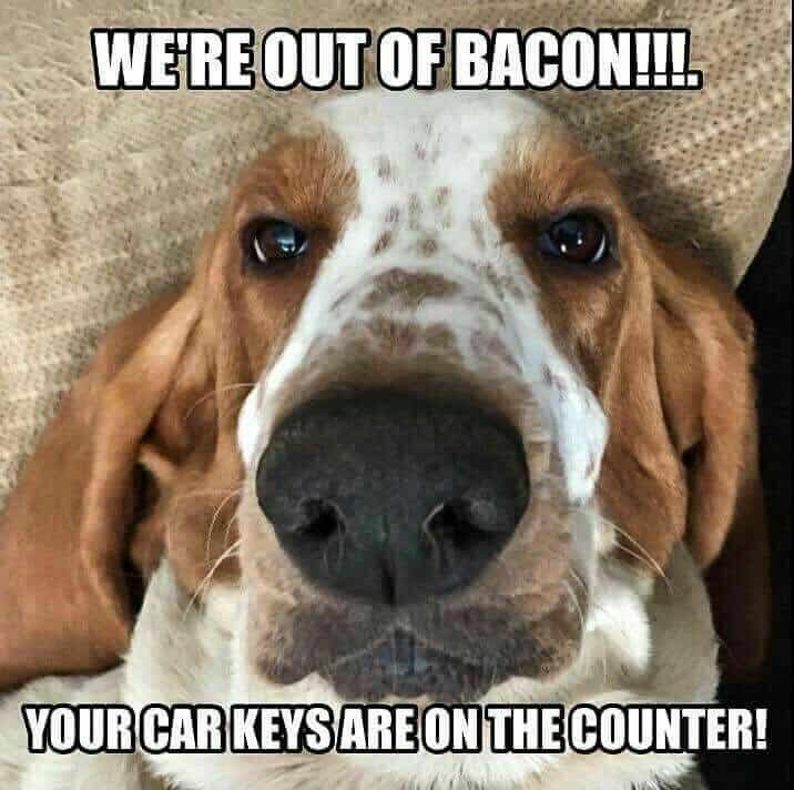 Beagle meme - we're out of bacon!!!. Your car keys are on the counter!
