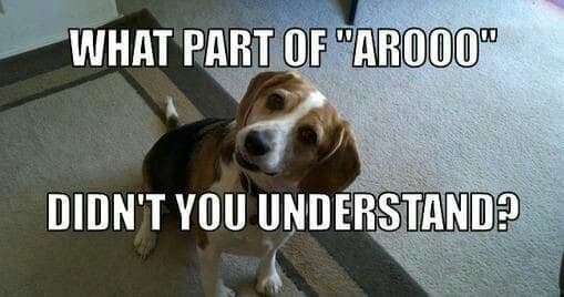 Beagle meme - what part of 'arooo' didn't you understand