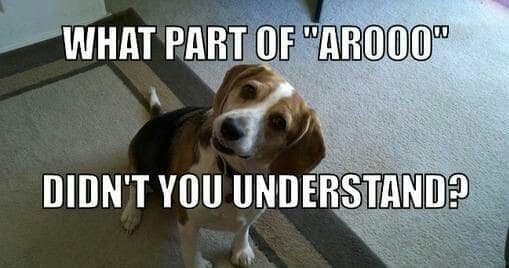 Beagle Meme - What part of 'arooo' didn't you understand