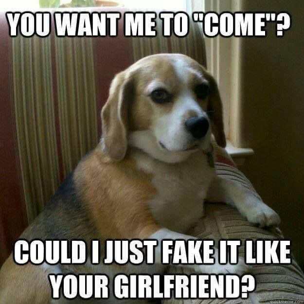 Beagle meme - you want me to 'come'. Could i just fake it like your girlfriend