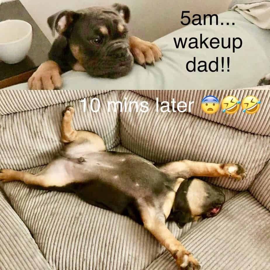 Bulldog Meme - 5 am... wake up dad!!! 10 mins later