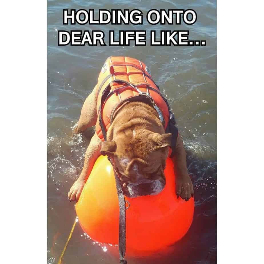 Bulldog meme - holding onto dear life like...