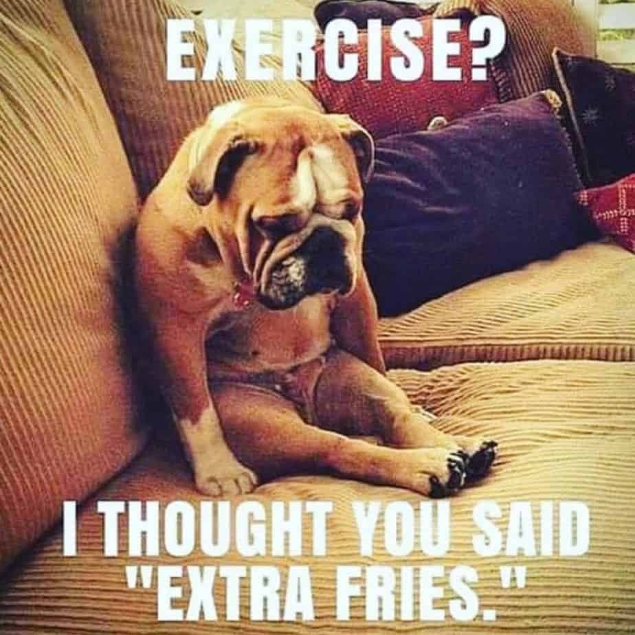 Bulldog meme - exercise, i thought you said 'extra fries'.
