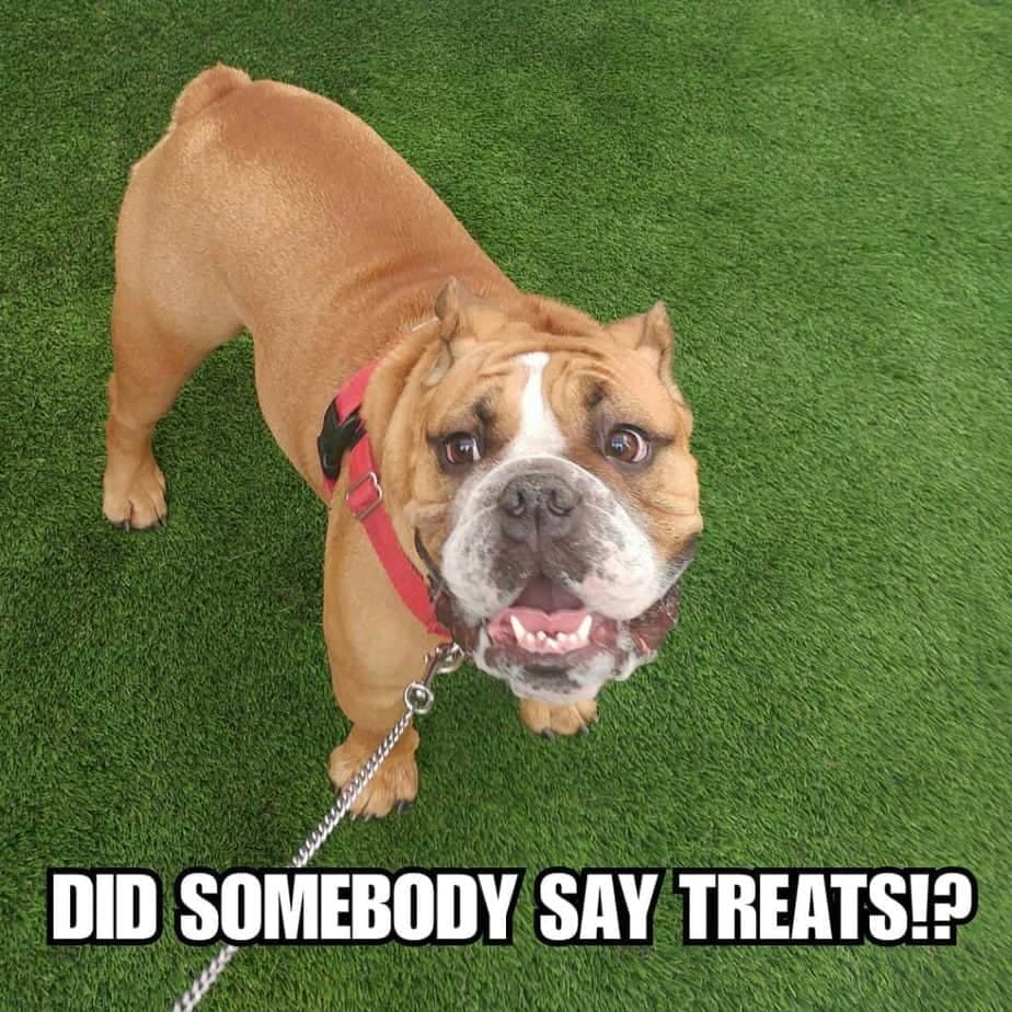 Bulldog meme - did somebody say treats
