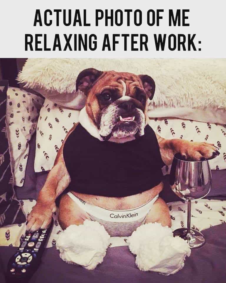 Bulldog meme - actual photo of me relaxing after work