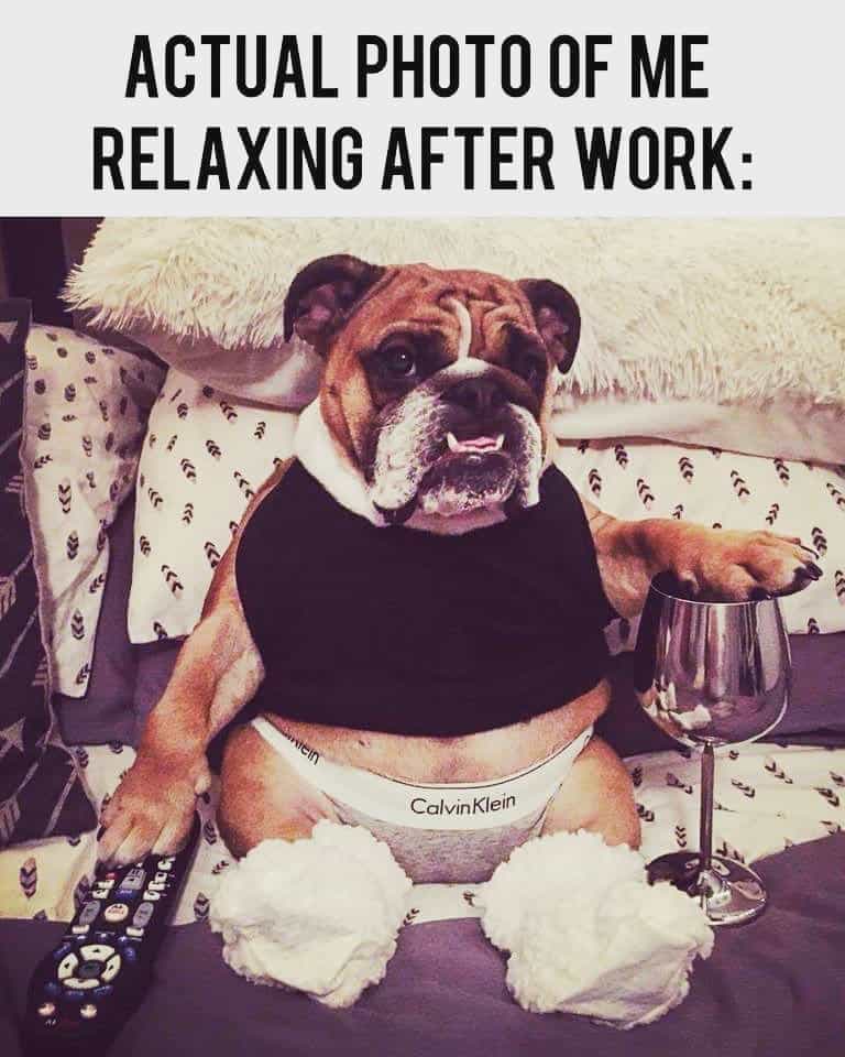 Bulldog Meme - Actual photo of me relaxing after work