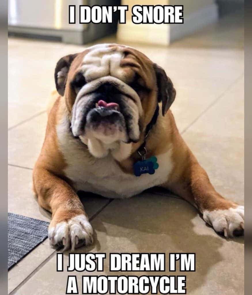 Bulldog Meme - I don't snore I just dream I'm a motorcycle