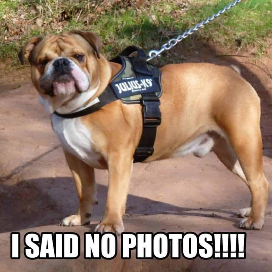Bulldog meme - i said no photos!!!!