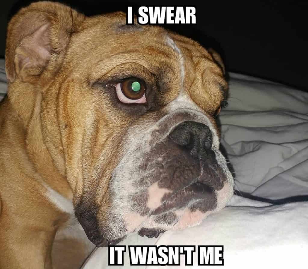 Bulldog Meme - I swear it wasn't me