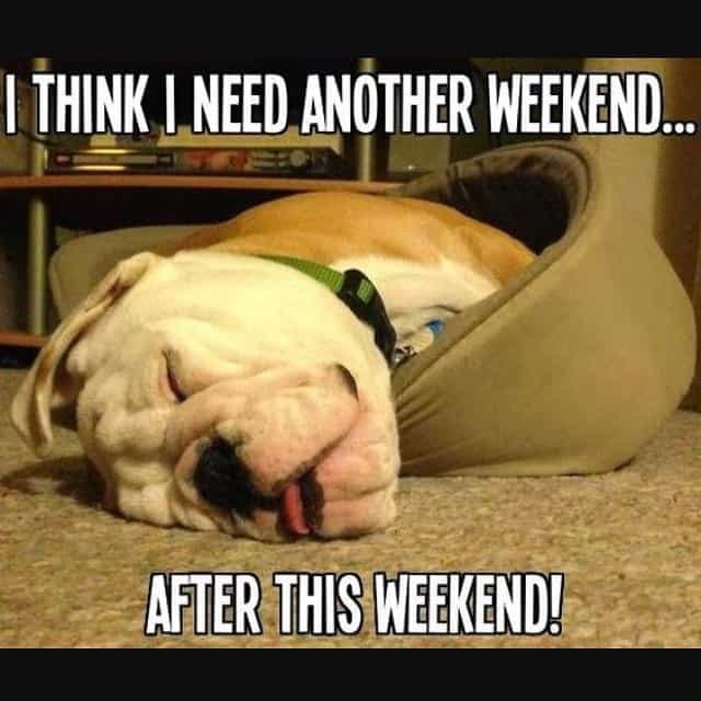 Bulldog meme - i think i need another weekend... After this weekend!