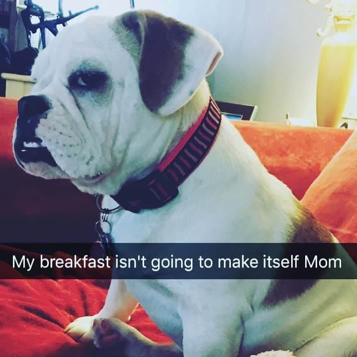 Bulldog meme - my breakfast isn't going to make itself mom