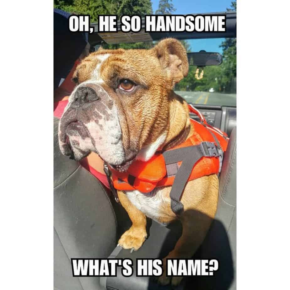 Bulldog meme - oh, he so handsome what's his name