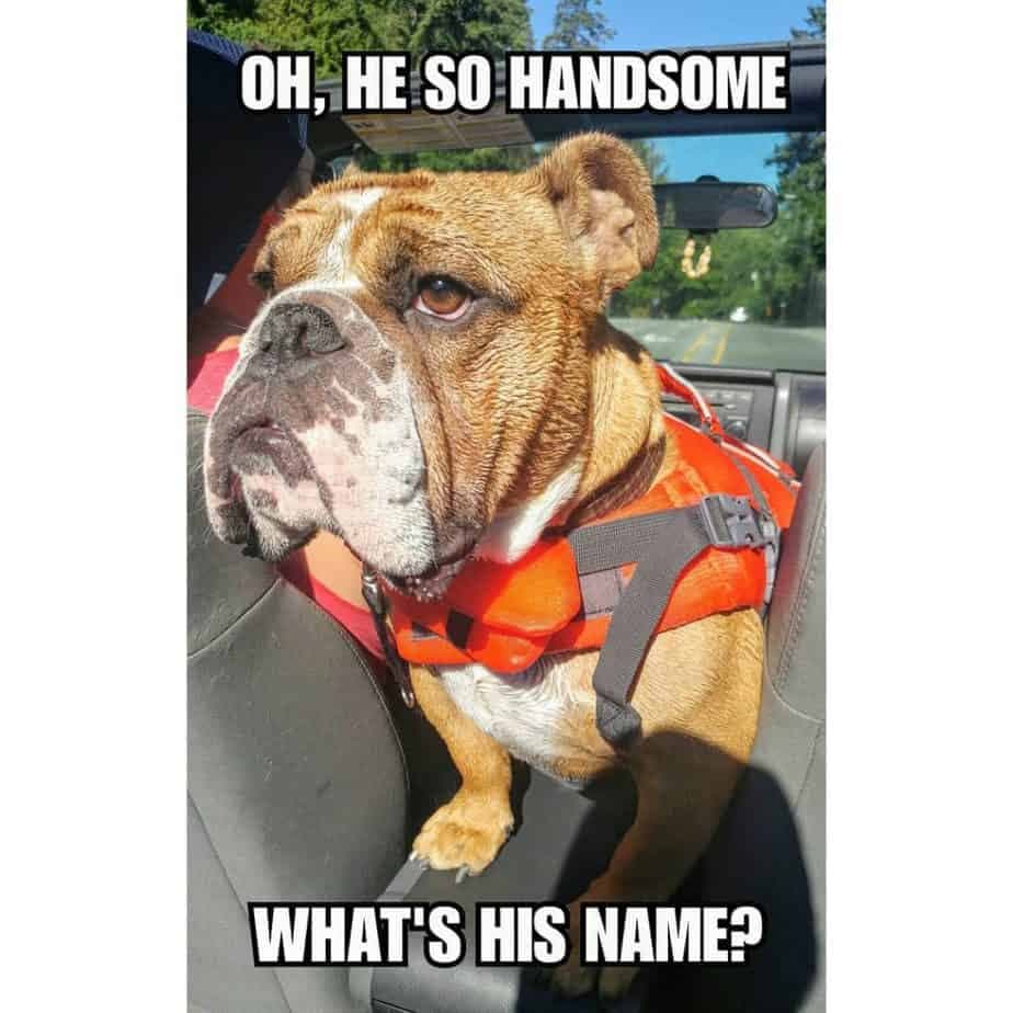 Bulldog Meme - Oh, he so handsome what's his name