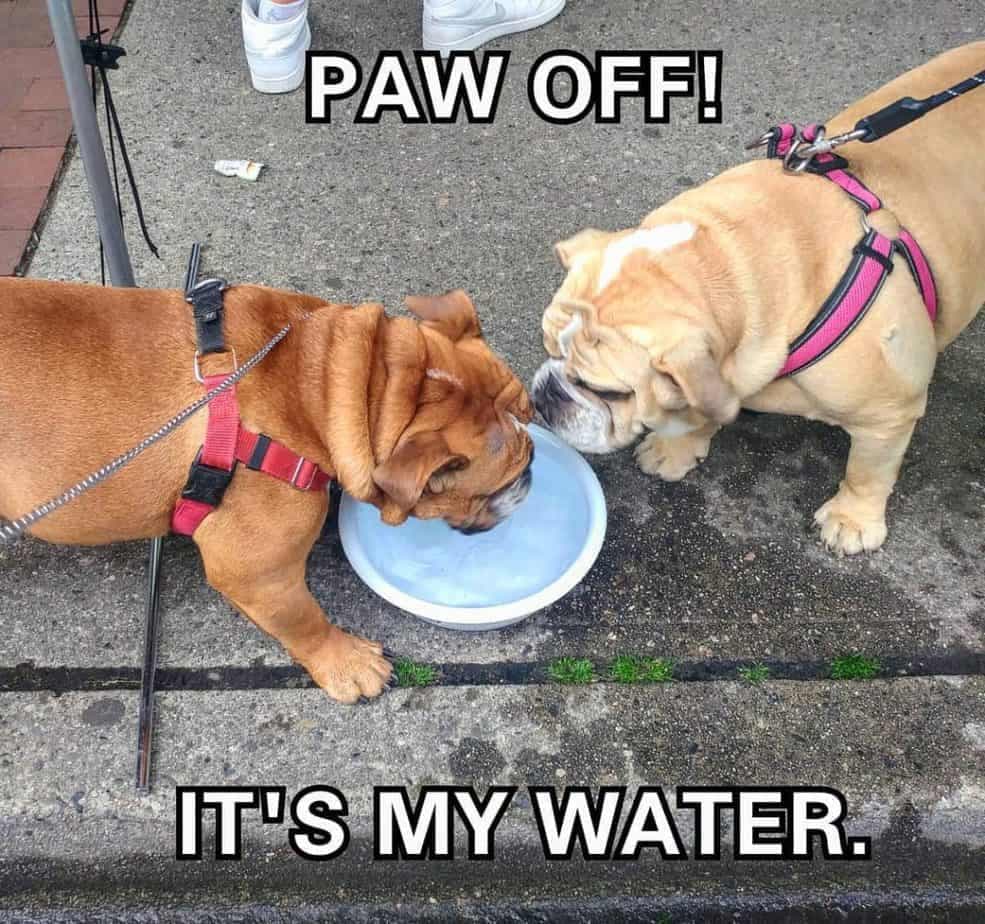 Bulldog meme - paw off! It's my water.
